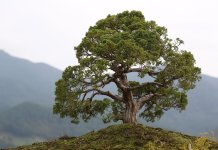 tropiart-2023-04 - bonsai-24.jpg