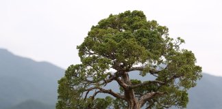 tropiart-2023-04 - bonsai-24.jpg